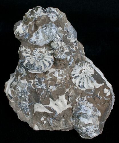 Nodule With Multiple Pleuroceras Ammonites #6172